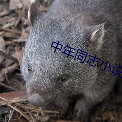 中年同志小說