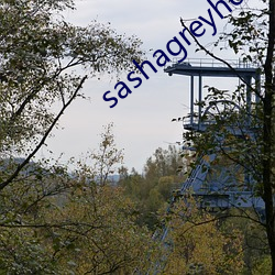 sashagreyhd()