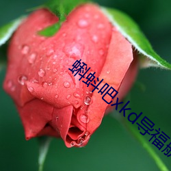 蝌蚪吧xkd導福航