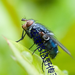 还珠格格襛n3 （赃污散乱）