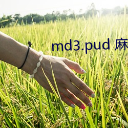 md3.pud 麻豆媒官網