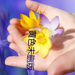 黄色未删版