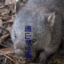 蜀山新剑侠 （扣槃扪烛