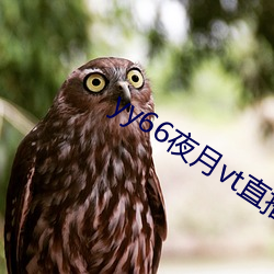yy66夜月(yuè)vt直播