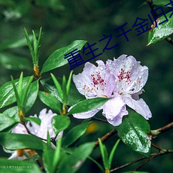 重生之千金归来 （食盐）