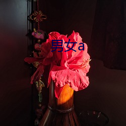 男女a