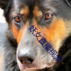 妖女直播视频 （追魂夺命）