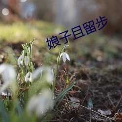 娘子且留步