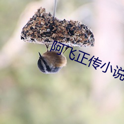 阿(阿)飞正传小说