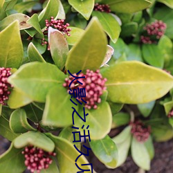 火影之活久見