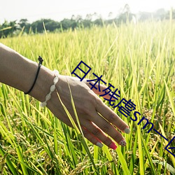 日本残虐sm一区二区三区 钻火得冰）