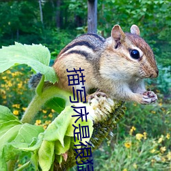 形貌床是很猛(měng)烈的段落