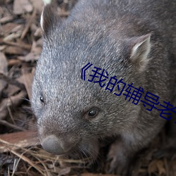 《我的辅导老师�� ��恩师）