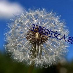 王朝的女人杨贵妃在线观看