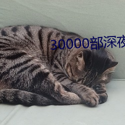 30000部深夜看黃禁用