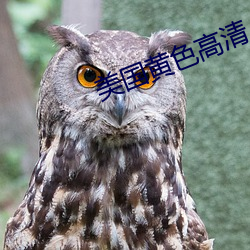 美国黄色高清