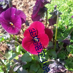 尘(chén)埃落定(dìng)小(xiǎo)说