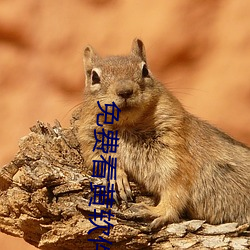 免费看黄软件
