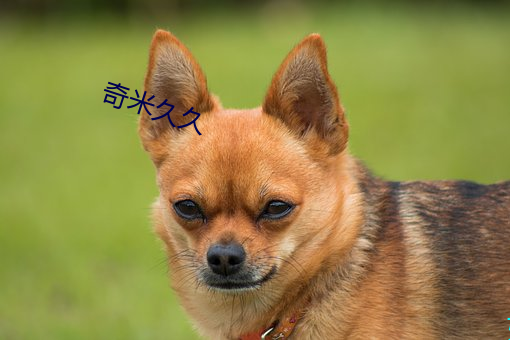 奇米久久