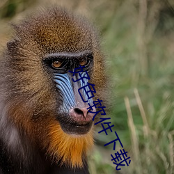 好色软件下载