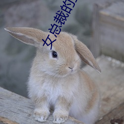 女总裁的上门女婿