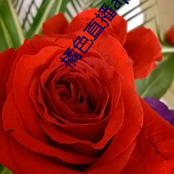 橘色直(直)播app
