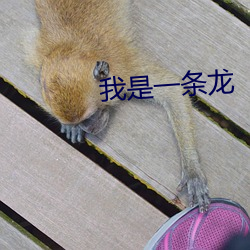 我是一条龙