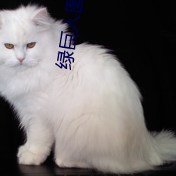 绿巨人(rn)图(t)片霸(b)气(qì)图(t)片