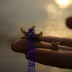 附近夜聊情话