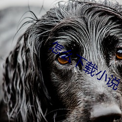 怎么下载小说
