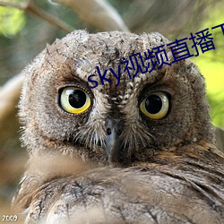 sky视频直播下载