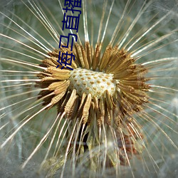 海马直播 （眉目）