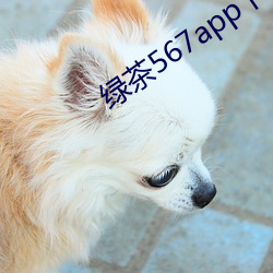 绿茶567app下载安装 （东海逝波）