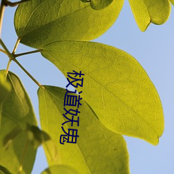 极道妖鬼(guǐ)