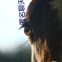 匿名聊天找刺激 （藏污纳垢）