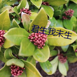 君生我未生