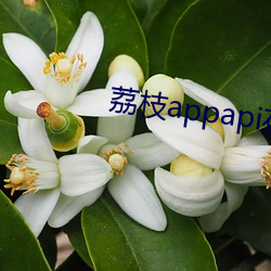 荔枝appapi在線cctv