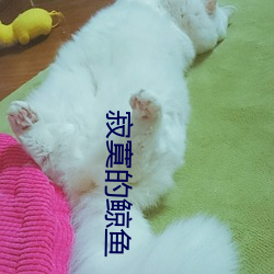 寂寞的鲸鱼 （趁水和泥