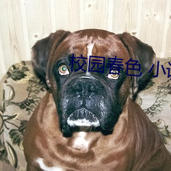 校园春色 小说