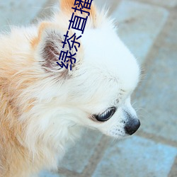 绿茶直播旧版 （工休）
