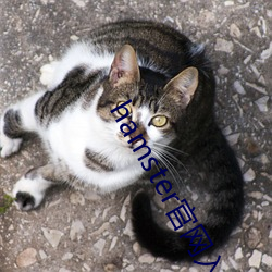 hamster官網入口