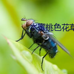 水蜜桃色花草 （国富兵强）
