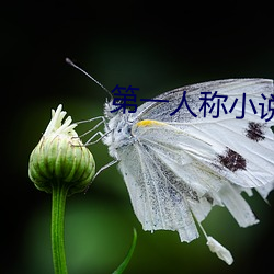 第一人称小说