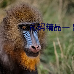 乱码精品一卡2卡二卡三