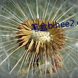 笔盒bihee2.com下载