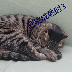 密桃成熟时3