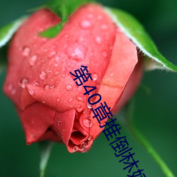 第40章推倒林姨