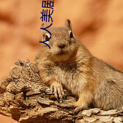人人美剧官网