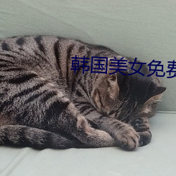 韩国美女免费