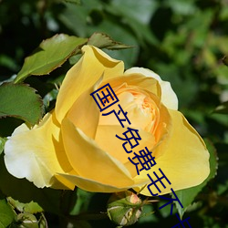 国产免费毛不卡片